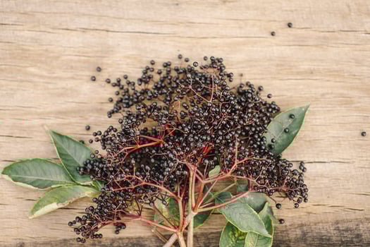 A cluster of ripe elderberries with deep purple-black fruit photo