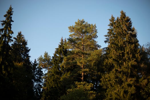 Forest in sunlight. Trees against the sky. Spruce forest. photo