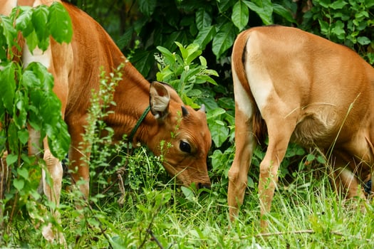 several Balinese cows were eating grass photo