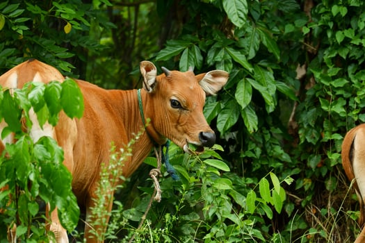 several Balinese cows were eating grass photo