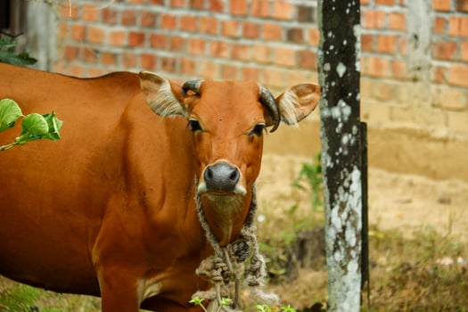 several Balinese cows were eating grass photo
