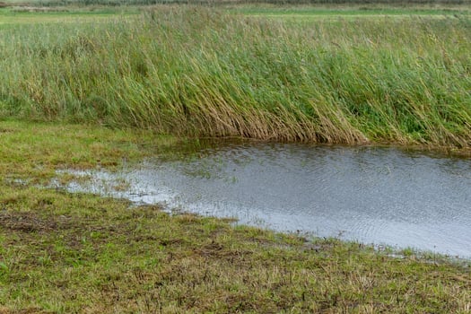 wet meadow landscape behind the north sea dunes photo