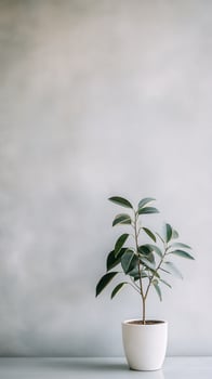 Small potted plant near a light grey wall in a minimalist setting photo