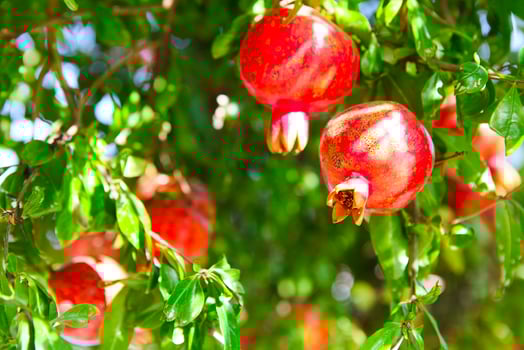 Branches of pomegranate tree full of ripe fruits in a sunny day photo