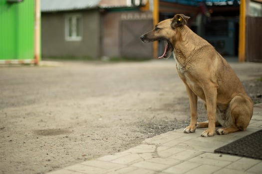 Stray dog on street. Animal in town. Dangerous beast. photo
