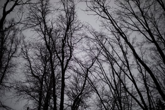 Gray sky in the forest. Gloomy weather in autumn. Dark forest. photo