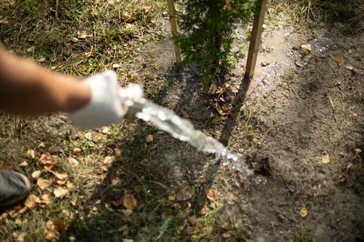 Watering trees. Water pours on the tree. Planting plants in the park. photo