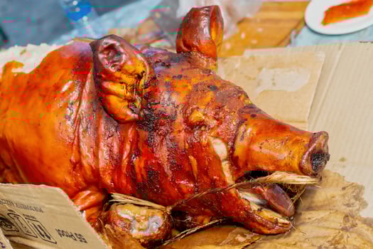 A pig is sitting on a cardboard box photo