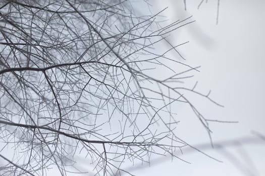 Tree branches in winter. Snow on branches. Details of winter nature. photo
