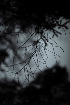 Spruce branch. Spruce branch silhouette. Tree in the evening. photo
