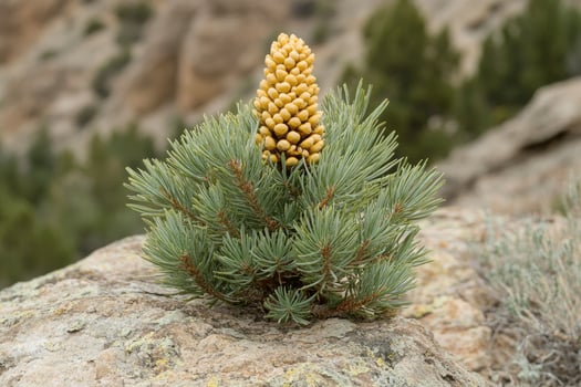 A Single Pine Tree Growing on a Rocky Outcropping photo