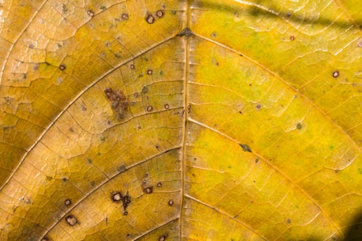 yellow leaf texture photo