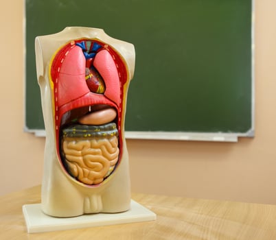 Close up of anatomical model of a human body photo