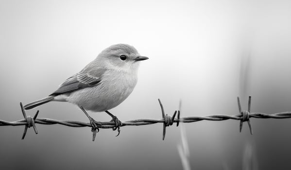 A small gray bird perched on a barbed wire fence. A small gray bird sits calmly on a barbed wire fence against a soft, blurred background, showcasing its delicate features. photo