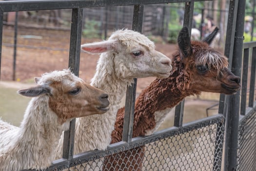 beautiful alpaca in the zoo of thailand photo