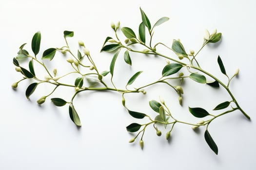 Green Branch with White Buds on a White Background photo