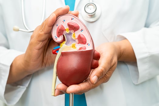 Kidney disease, Chronic kidney disease ckd, Doctor with human model to study and treat in hospital. photo