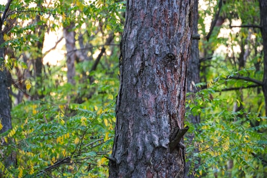 Pine tree trunk in the coniferous forest growing in countryside on a sunny summer day. Close up photo. Green grass background. photo