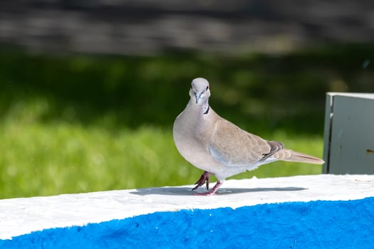 A bird standing on a ledge photo