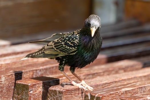 A bird standing on a wooden bench photo