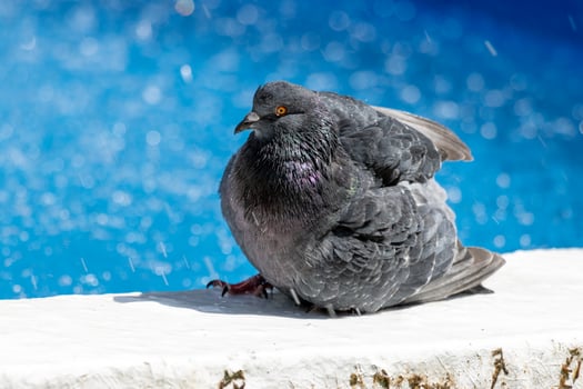 A pigeon sitting on a ledge photo
