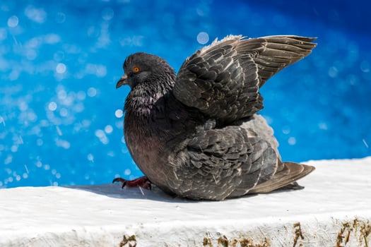 A pigeon is sitting on a ledge photo