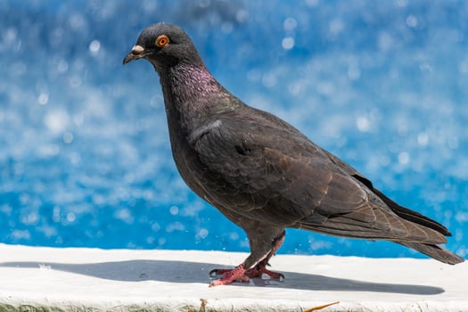 A bird standing on a ledge with a blue sky photo