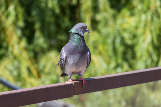 A pigeon is standing on a metal railing photo