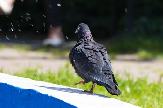 A bird is standing on a ledge photo