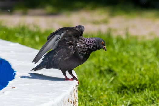 A bird is standing on a ledge photo