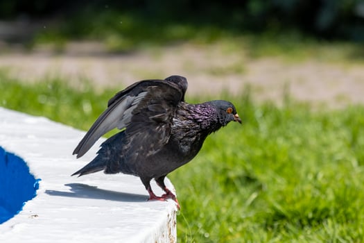 A bird is standing on a ledge photo