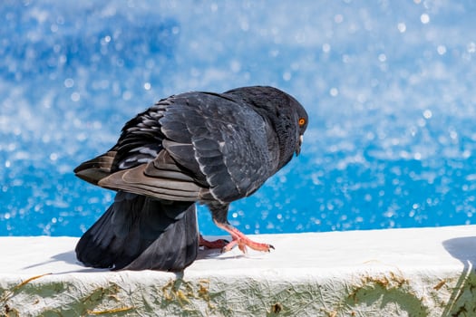 A bird is standing on a ledge photo