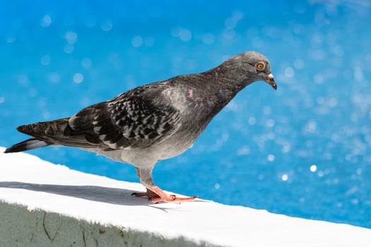 A pigeon standing on a ledge near a pool photo