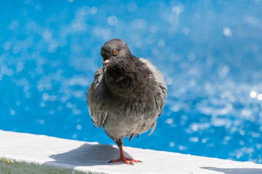 A bird standing on a ledge photo