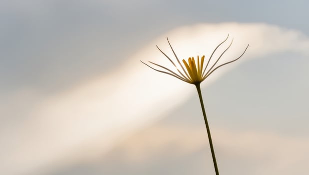 a flower before a cloudy sky with the sun piercing through the clouds. photo