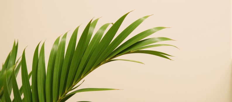 Green textured palm leaf pattern evokes a relaxing tropical getaway atmosphere for vacation travel and wellbeing photo