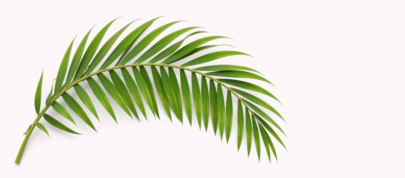 Tropical forest theme Isolated green palm leaf in 3D render illustration photo