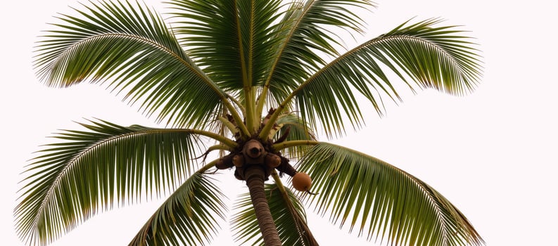 Palm tree with a coconut atop tall and leafy isolated against a white background photo
