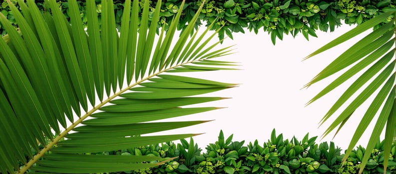 Tropical palm leaf textures with vibrant borders of fresh green plants photo