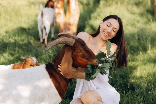 Beautiful woman in a white dress feeds goats and their kids greens on a eco farm. photo
