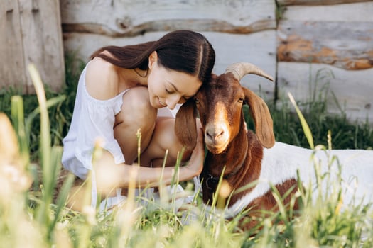 Beautiful woman in a white dress feeds goat on a eco farm. photo