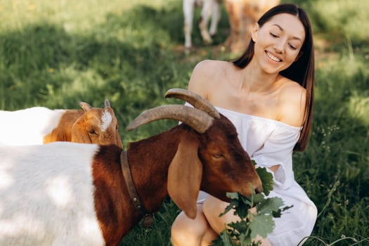 Beautiful woman in a white dress feeds goats and their kids greens on a eco farm. photo