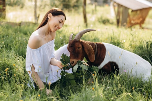 Beautiful woman in a white dress feeds goat on a eco farm. photo