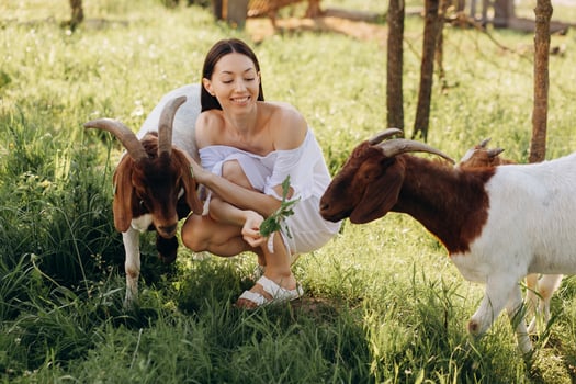 Beautiful woman in a white dress feeds goats and their kids greens on a eco farm. photo