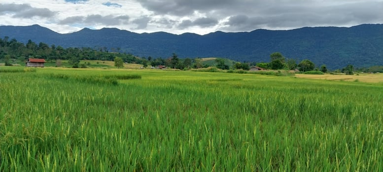 Lush green rice paddy field with distant mountains under a cloudy sky, showcasing serene rural landscape with vibrant greenery. photo