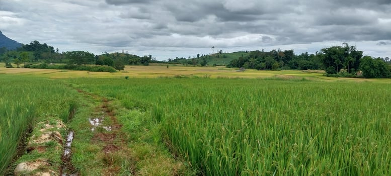 A lush green rice field under a cloudy sky, surrounded by distant trees and hills, showcasing rural countryside scenery. photo