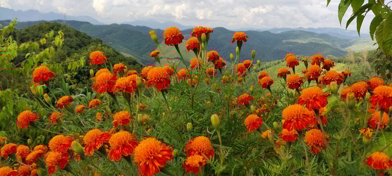 Vibrant orange marigolds bloom in a lush green landscape with scenic mountains in the background under a cloudy sky. photo