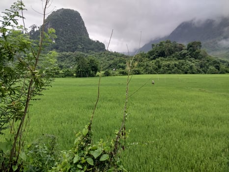 Lush green paddy field with misty mountains in the background on a cloudy day, surrounded by natural greenery. photo
