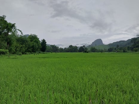 Lush green rice fields stretching out to the horizon, surrounded by trees and mountains under a cloudy sky. photo