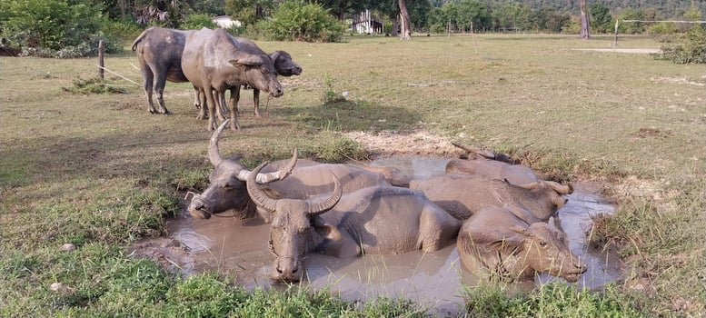 Water buffaloes cooling off in a mud pit on a grassy field, with others grazing in the background on a sunny day. photo